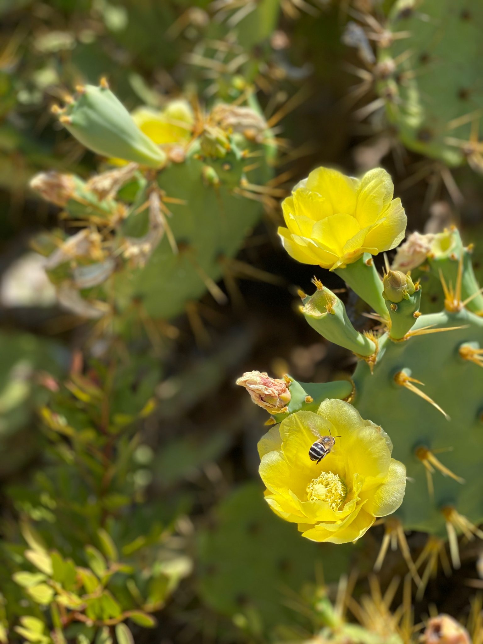 AdamahVayu Yoga Garten vacation Urlaub Fruits Algarve Pool B&B Bed and breakfast