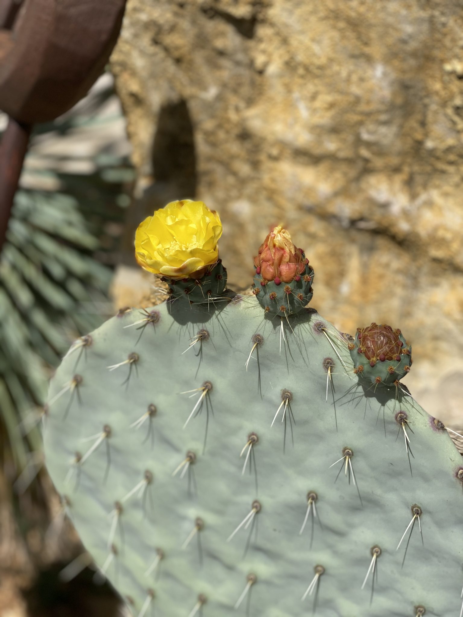 AdamahVayu Yoga Garten vacation Urlaub Fruits Algarve Pool B&B Bed and breakfast