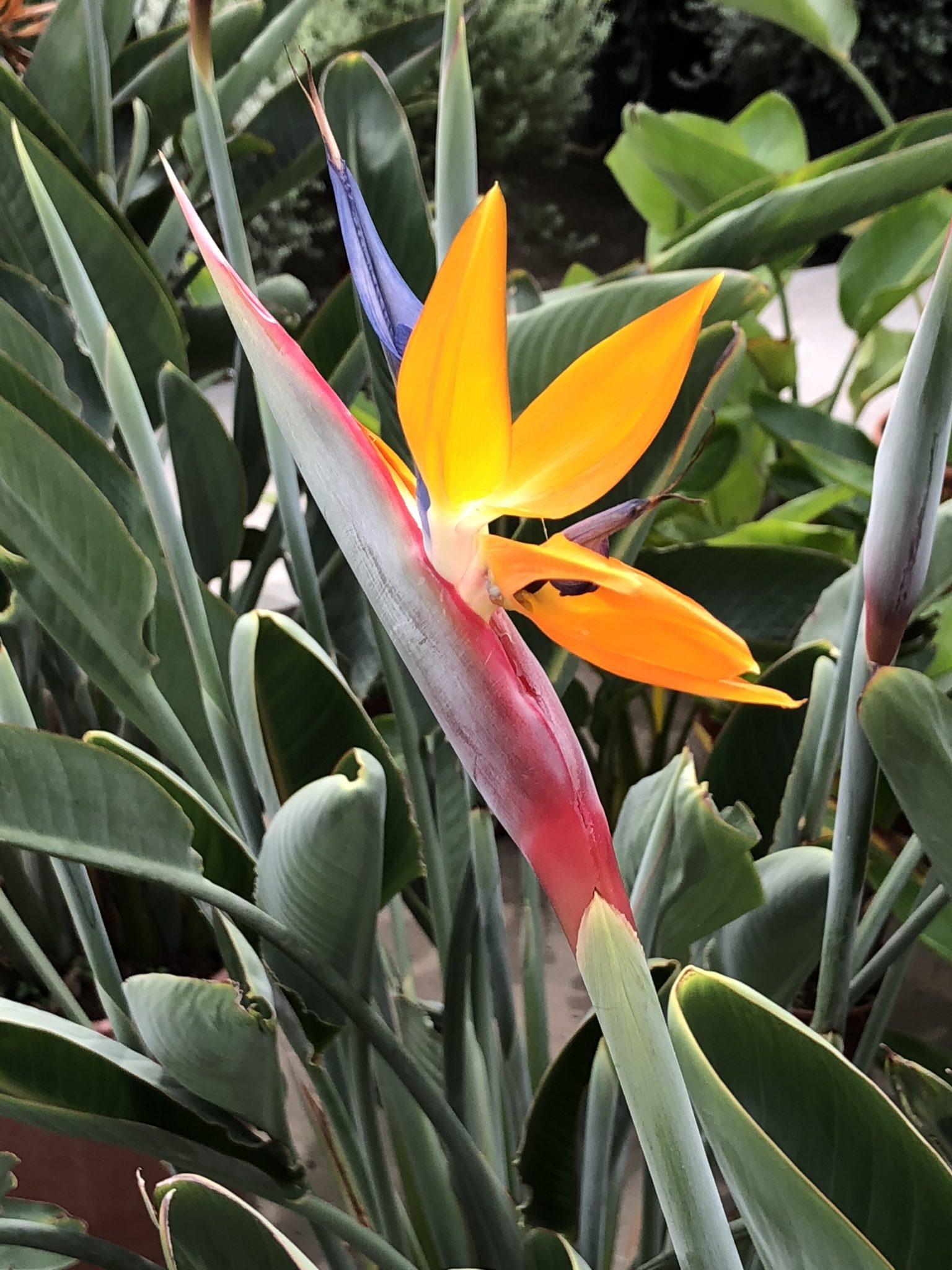 AdamahVayu Yoga Garten vacation Urlaub Fruits Algarve Pool B&B Bed and breakfast