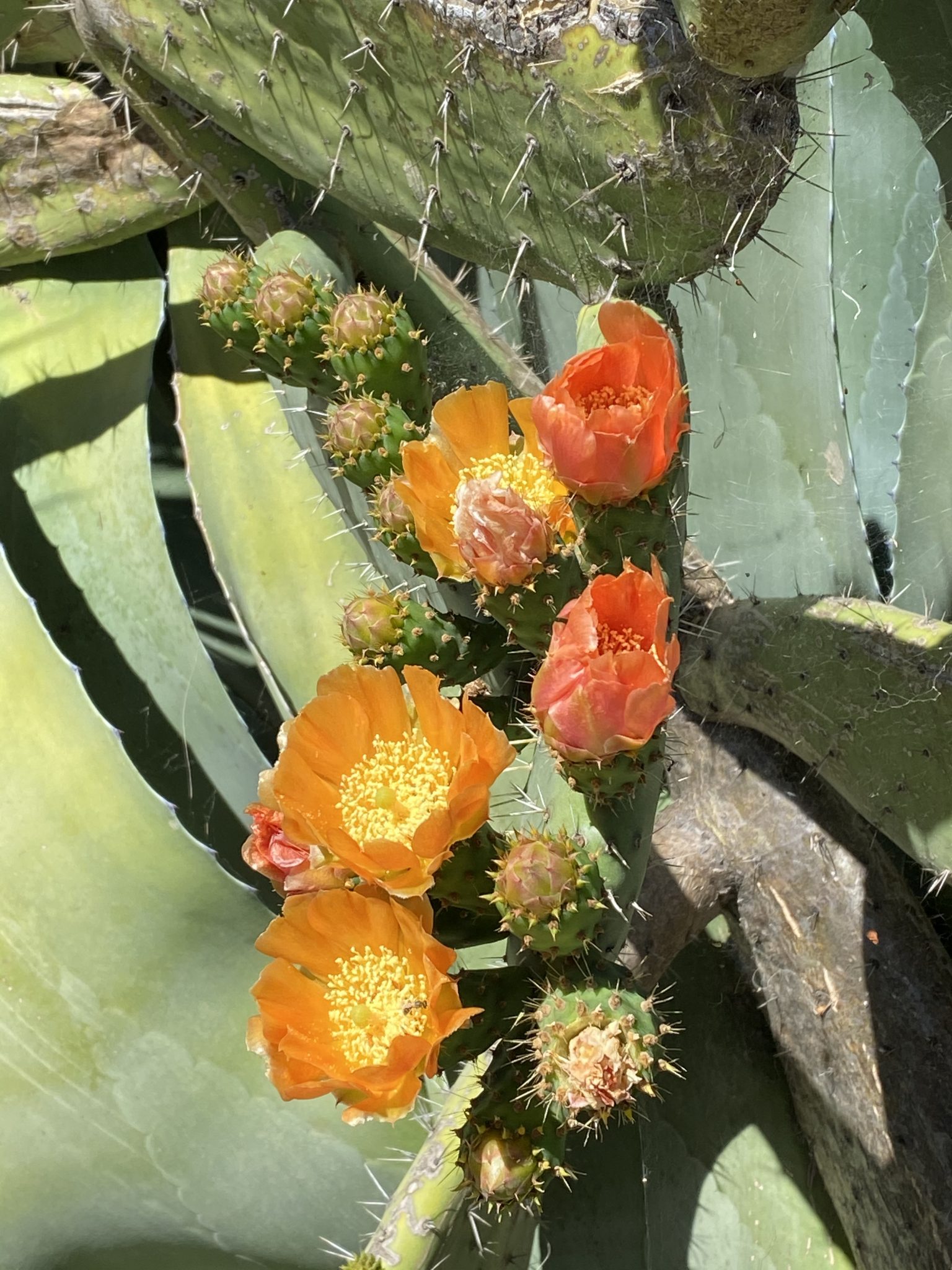 AdamahVayu Yoga Garten vacation Urlaub Fruits Algarve Pool B&B Bed and breakfast