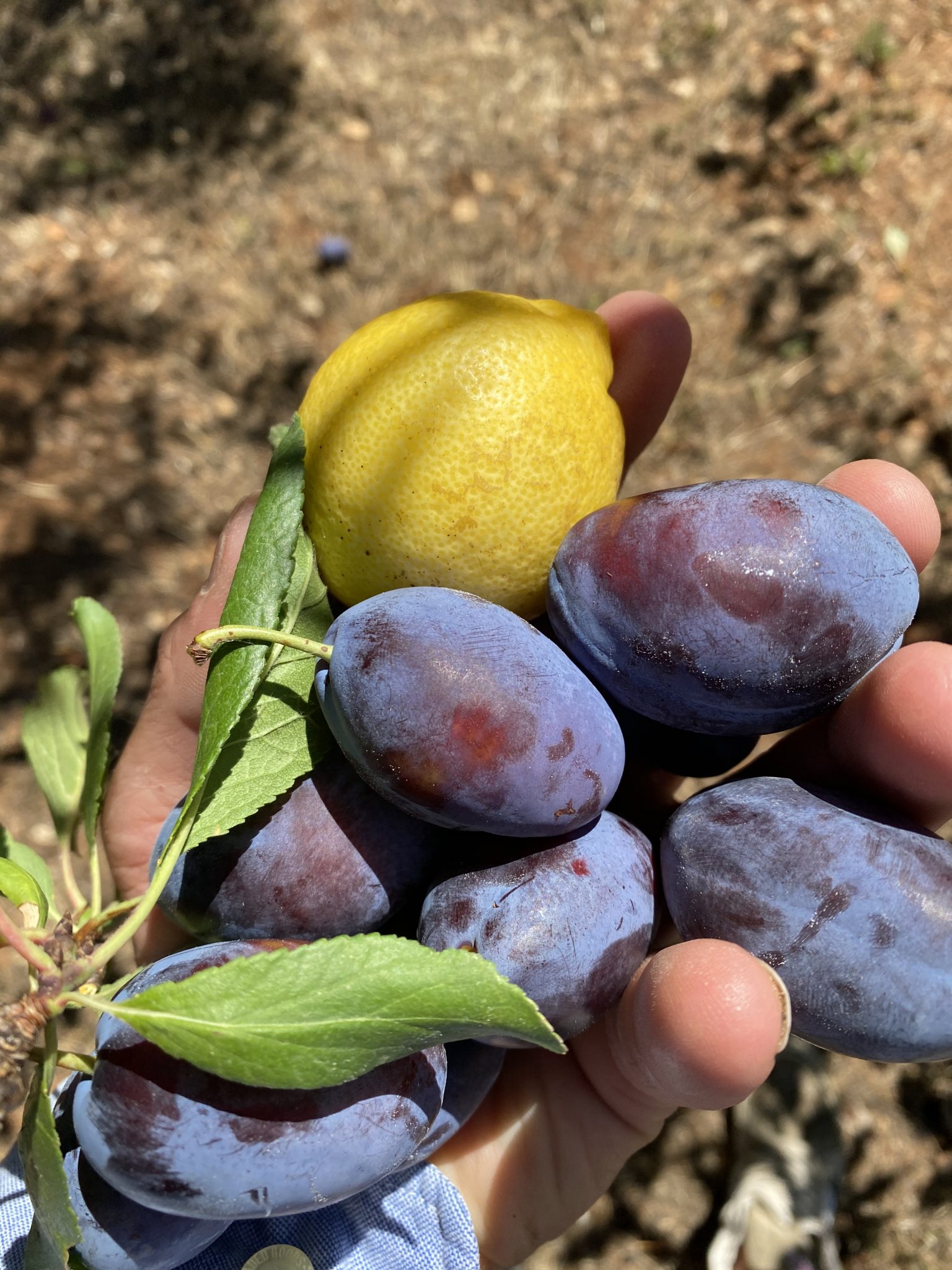 AdamahVayu Yoga Garten vacation Urlaub Fruits Algarve Pool B&B Bed and breakfast